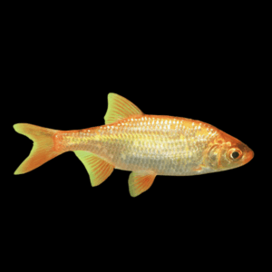 10 x Golden Rudd Scardinius Erythrophthalmus 10cm