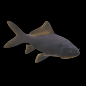 10 x Goldfish Black Carassius Auratus
