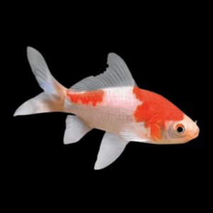 10 x Goldfish Sarasa Red and White Comet Carassius Auratus