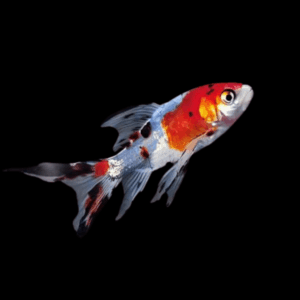 10 x Shubunkin Goldfish Carassius Auratus