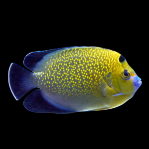 Goldflake Angelfish Apolemichthys Xanthopunctatus
