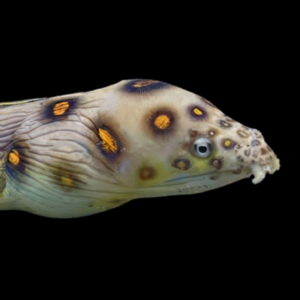 Goldspot Snake Eel Myrichthys Ocellatus