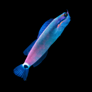 Goldstreak Blenny Escenius Stigmatura