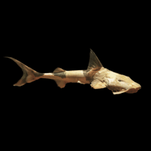 Goonch Dwarf Sand Shark Catfish Bagarius Bagarius 20cm