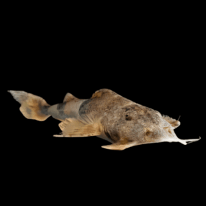 Goonch Giant Sand Shark Catfish Bagarius Yarelli 20cm