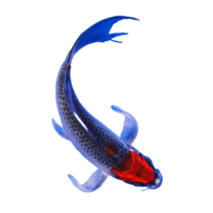 Goshiki Butterfly Grade A Koi Carp Cyprinus Carpio