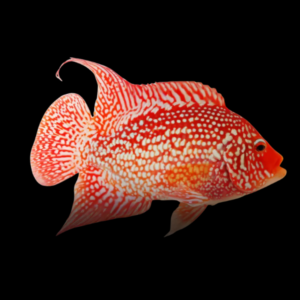 Grade A Escondido Red Texas Cichlid Hybrid Herichthys Cyanoguttatus - 15cm