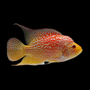 Grade A Escondido Red Texas Cichlid Hybrid Herichthys Cyanoguttatus - 10cm