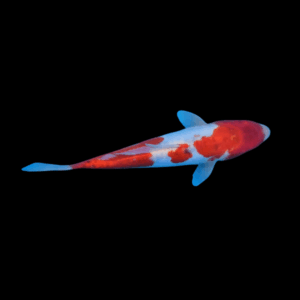 10 x Grade B Koi Carp Cyprinus Carpio