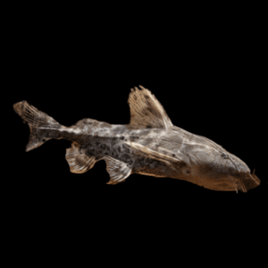 Granulated Soldier Bacu Catfish Pterodoras Granulosus 10cm