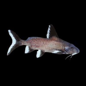 Granulosus Catfish Synodontis Granulosus 3cm