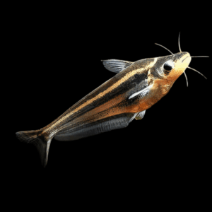 Grass Cutter Catfish Schilbe Intermedius 6cm