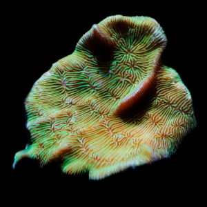 Grass Hard Coral Pavona Sp