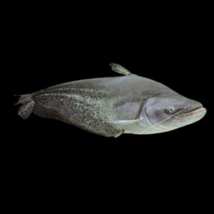 Great Tapah Striped Catfish Wallagoo Leeri 10cm