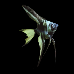 Green Avatar Angelfish Pterophyllum Scalare 4cm