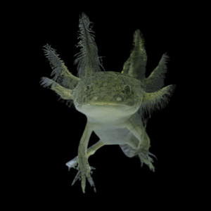 Green Black Eye Axolotl Ambystoma Mexicanum
