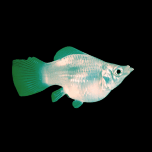 Green Balloon Molly Fish Poecilia Sphenops 3cm