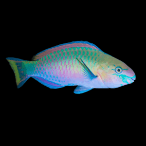 Green Blotch Quoyi Fairy Parrot Wrasse Scarus Quoyi