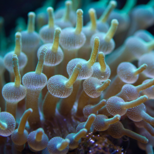 Green Bubble Tip Anemone Entacmaea Quadricolor