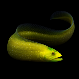 Green Eel Blenny Congrogadus Subducens