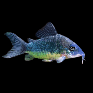 Green Emerald Corydoras Brochis Splendens 4cm Catfish