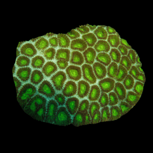 Green Eye Favites Hard Coral Frag Favites Sp