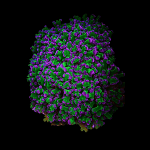 Frogspawn Hard Coral Frag Euphylia Sp