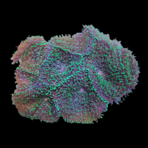 Green Furry Mushroom Fungiidae Coral Rhodactis Indosinensis