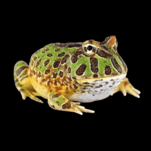 Green Horned Frog Ceratophrys Cranwelli 5cm