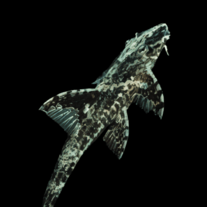 Green Lizard Whiptail Rineloricaria Sp 5cm