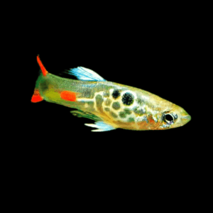 Green Male Snakeskin Endler Guppy Fish Poecilia Wingei 3cm