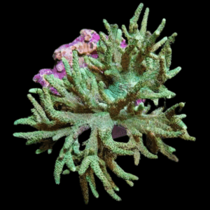 Green Medusa Soft Coral Sinularia Flexibilis