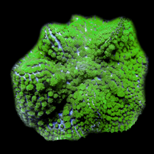 Green Mushroom Coral Frag Rhodactis Sp