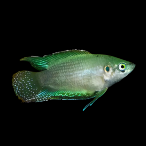 Green Paradise Fish Macropodus Opercularis 4cm