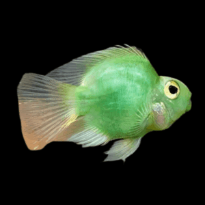 Green Baby Parrot Fish Hybrid Amphilophus citrinellus × Vieja melanurus 3cm