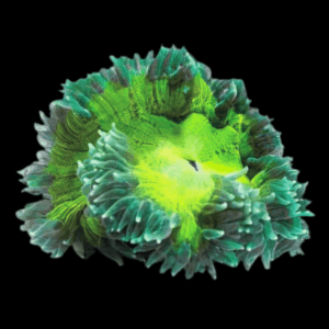 Green Rock Flower Anemone Epicystis Crucifer