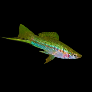 Green Swordtail Xiphophorus Hellerii 3cm
