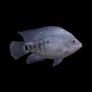 Green Texas Cichlid Herichthys Cyanoguttatus