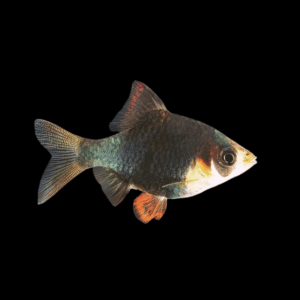 Green Tiger Barb Puntius Tetrazona 3cm