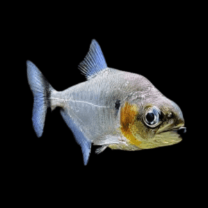 Green Tiger Manuel's Piranha Serrasalmus Manuelli 10cm