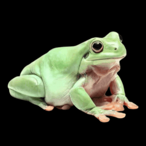 Green Tree Frog Litoria Caerulea 5cm