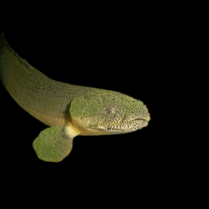 Green Zaire West African Bichir Polypterus Retropinnis 10cm