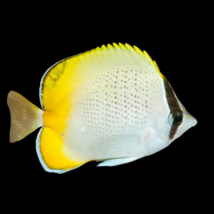 Guenther's Butterfly Fish Chaetodon Guentheri