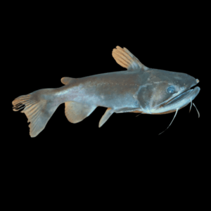 Gulper Catfish Asterophysus Batrachus 10cm