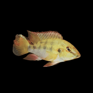 Gunthers Mouthbrooder Cichlid Chromidotilapia Guntheri 5cm
