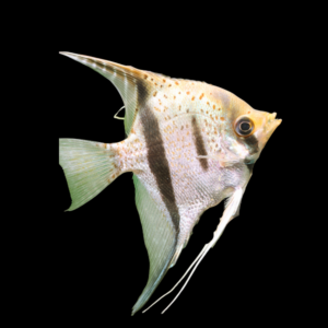 Guyana Red Dragon Angelfish Pterophyllum Scalare - 5cm