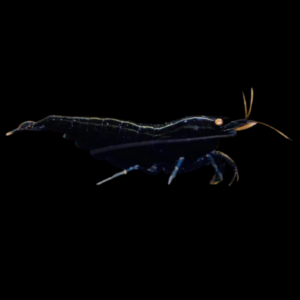 10 x Golden Eye Black King Kong High Grade Shrimp Caridina Sp 2cm