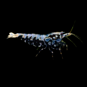 10 x Red & Black Galaxy Boa High Grade Shrimp Caridina Sp 2cm