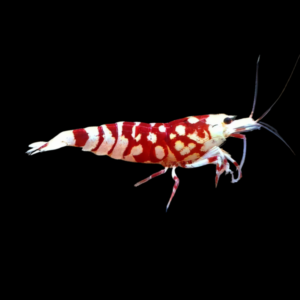 10 x Red Tiger High Grade Shrimp Caridinia Sp 2cm