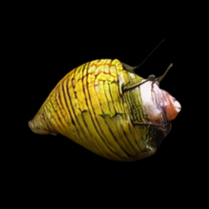 Hair Thorn Nerite Snail Neritina sp 2cm